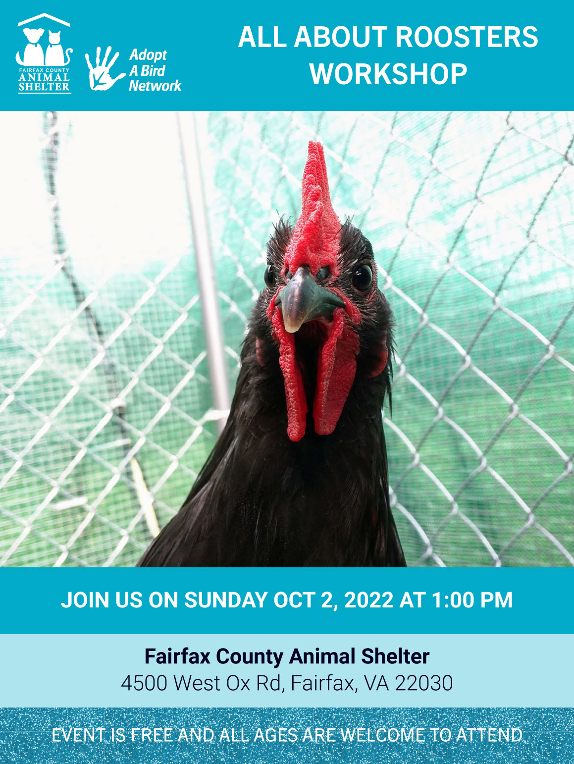 All About Roosters image preview