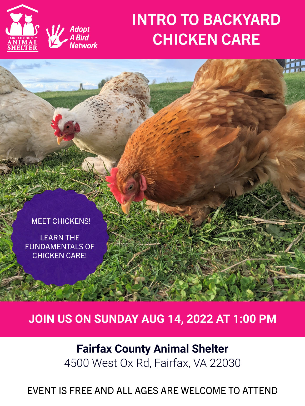 An Introduction to Backyard Chicken Care image preview