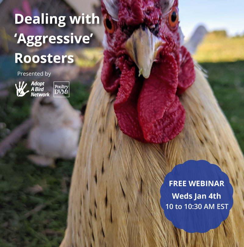 Dealing with 'Aggressive' Roosters image preview