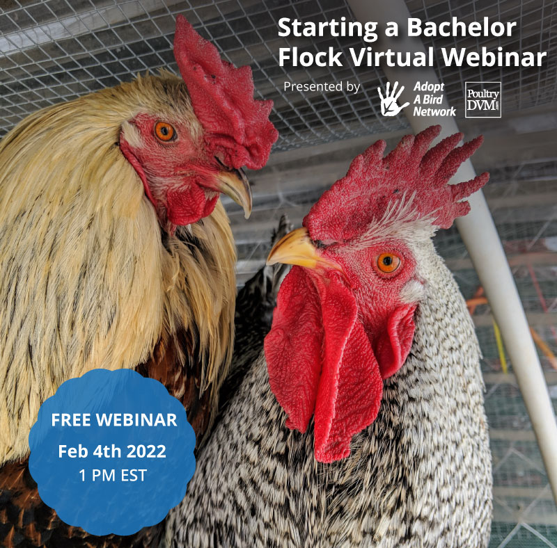 Starting A Bachelor Flock image preview