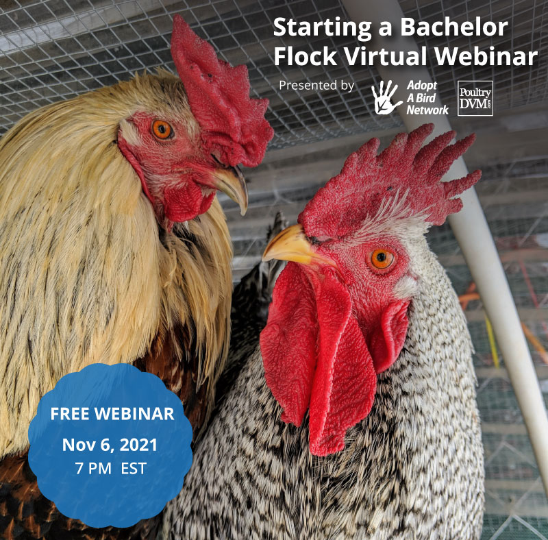 Starting A Bachelor Flock image preview