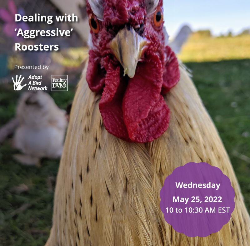 Dealing with 'Aggressive' Roosters image preview